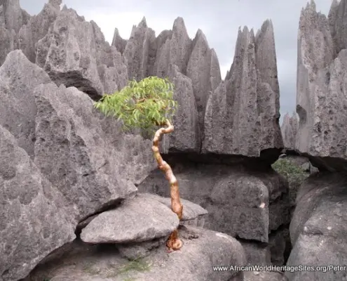 Limestone ‘needles’ in the ‘Stone Forest’ of the Tsingy de Bemaraha component of the Andrefana Dry Forests UNESCO world heritage site in Madagascar
