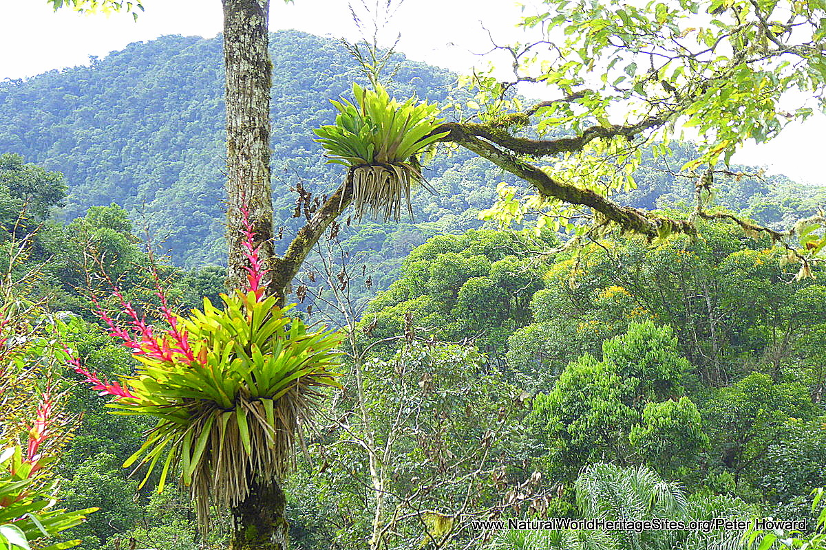 Atlantic Forest South-East Reserves