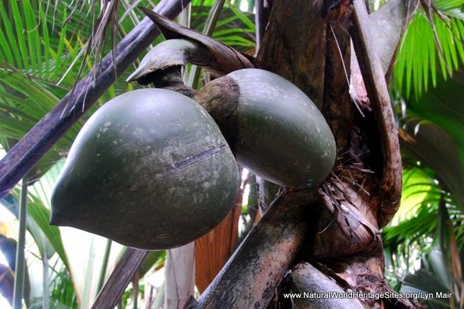 Vallée de Mai Nature Reserve | Natural World Heritage Sites