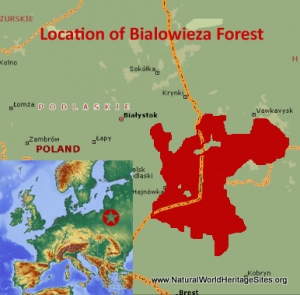 Bialowieza Forest | Natural World Heritage Sites