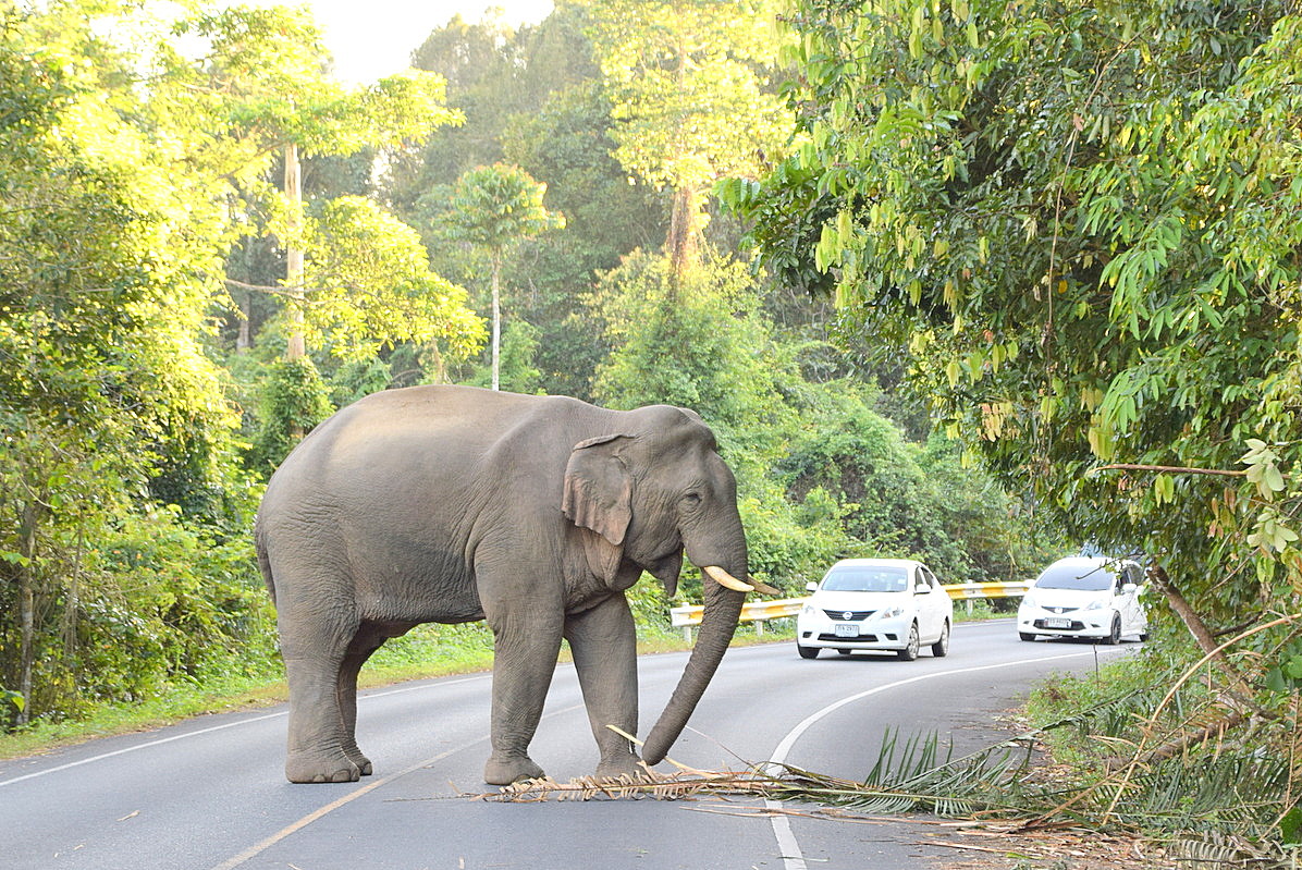 Wildlife Thailand - Dong Phayayen - Khao Yai