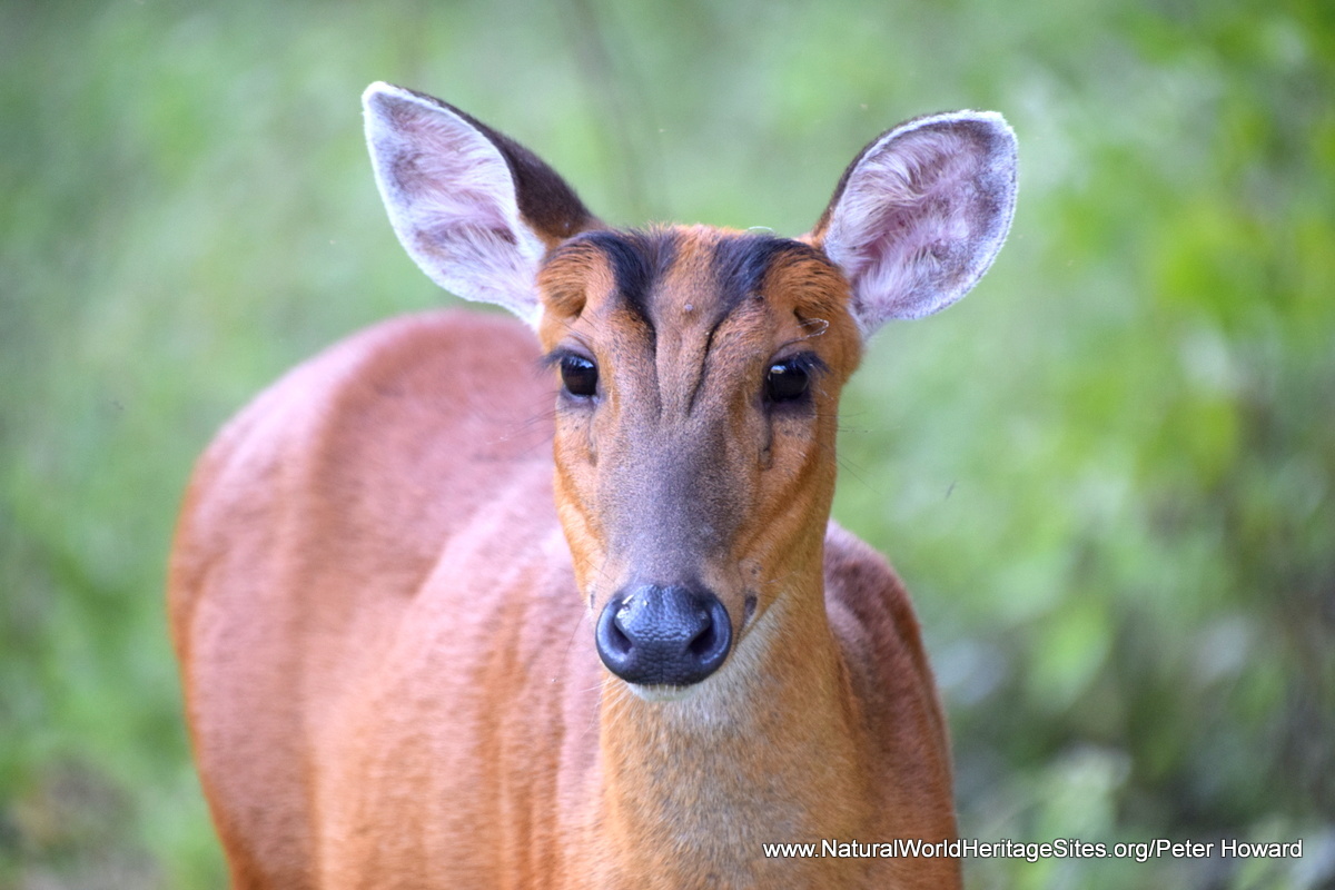 Wildlife Thailand - Dong Phayayen - Khao Yai