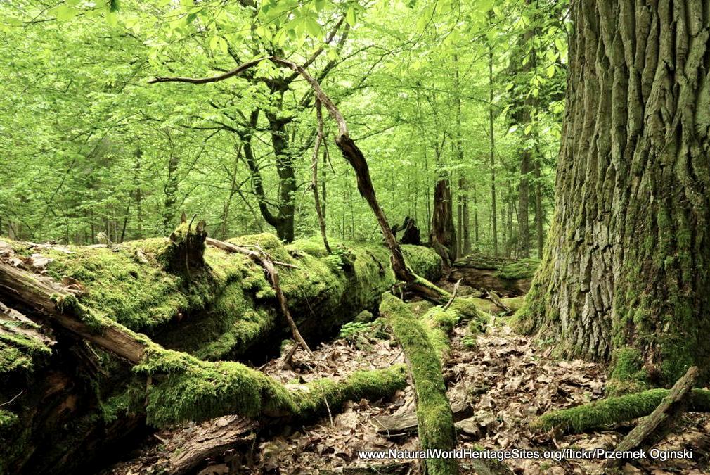 Bialowieza Forest - Natural World Heritage Sites