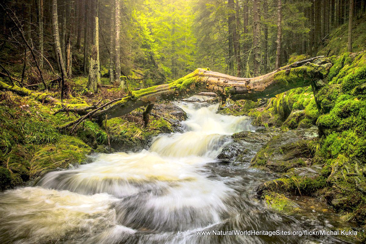 Białowieża Forest Białowieża Forest as a UNESCO World Heritage Site – Комиссия