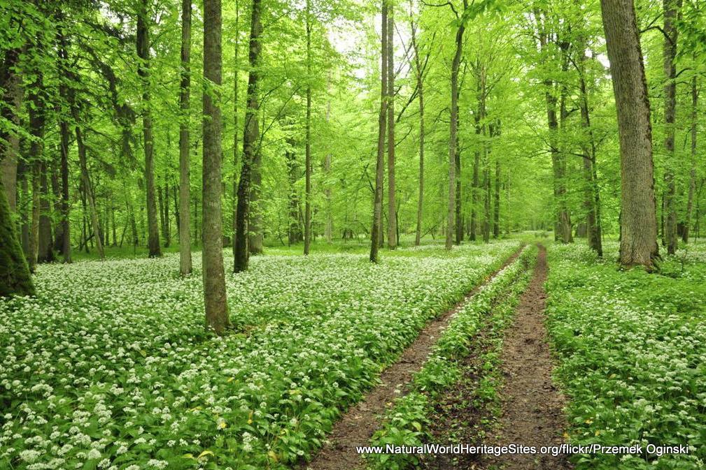 Bialowieza Forest | Natural World Heritage Sites Bialowieza Forest | Natural World Heritage Sites