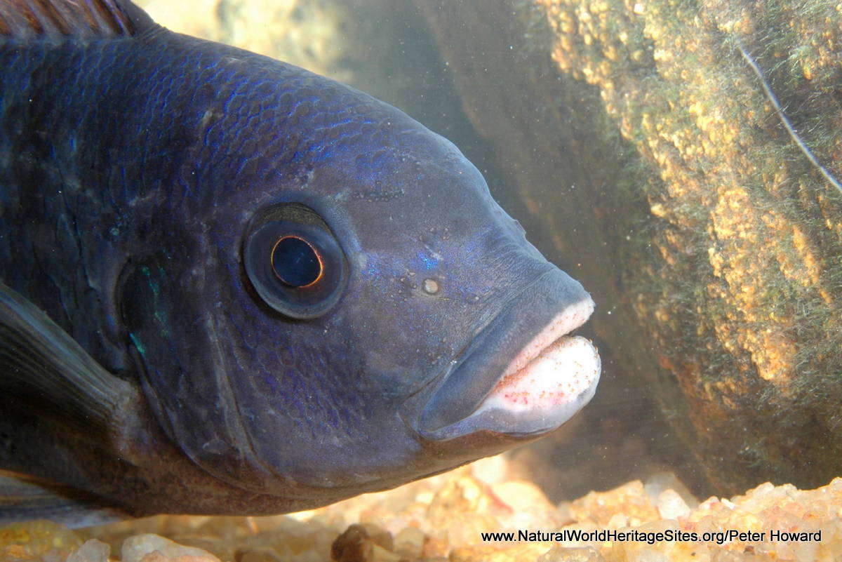 8+ Lake Malawi Fish