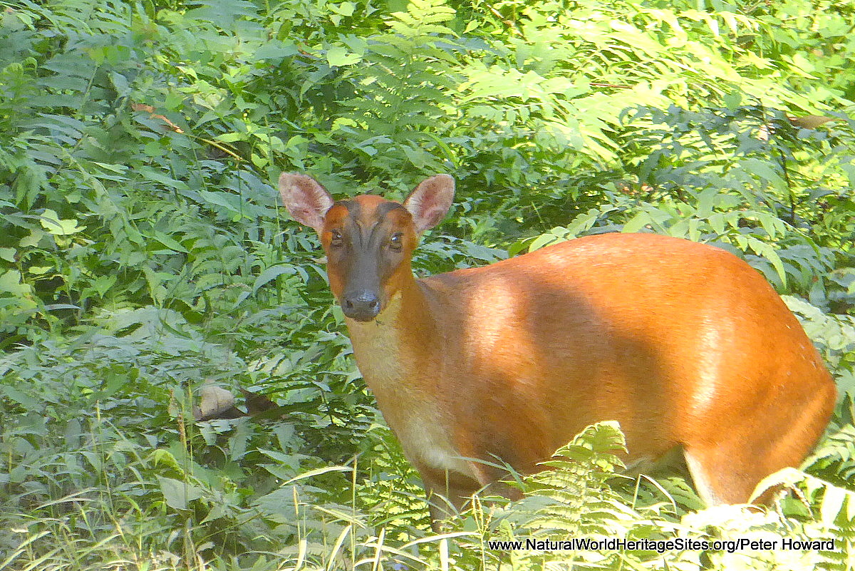 Manas Wildlife Sanctuary | Natural World Heritage Sites Manas Wildlife Sanctuary | Natural World Heritage Sites