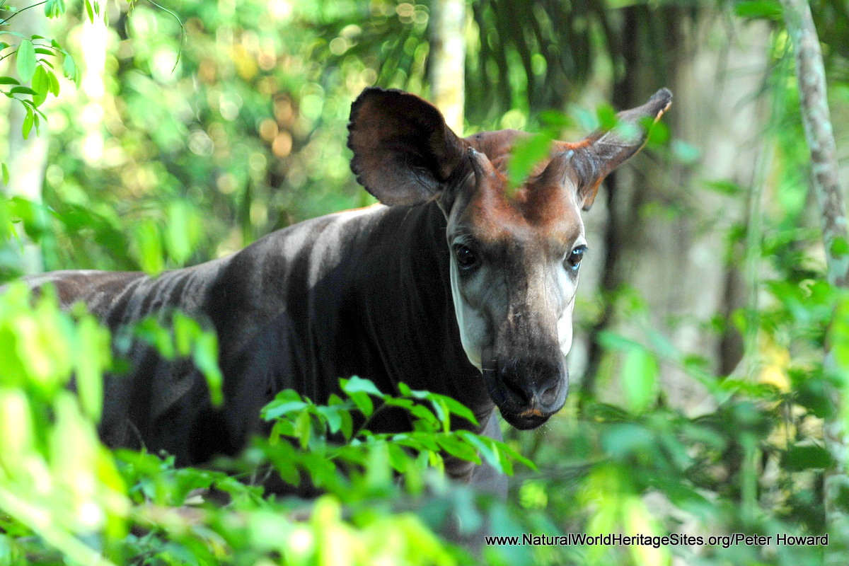Okapi Wildlife Reserve | Natural World Heritage Sites