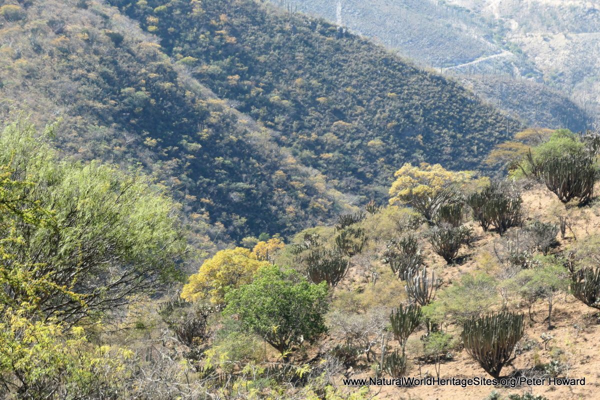 TehuacanCuicatlan Valley Originary Habitat of Mesoamerica Natural