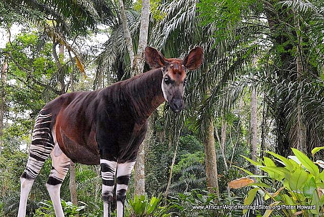 Okapi Wildlife Reserve | Natural World Heritage Sites