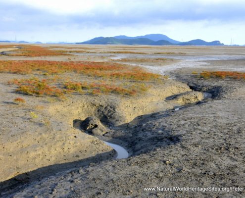 A typical area of mud flats in the Getbol, Korean Tidal Flats UNESCO world heritage site in the Republic of Korea