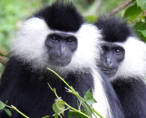 Angolan black and white colobus monkeys in Nyungwe National Park UNESCO world heritage site in Rwanda, Africa