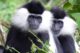 Angolan black and white colobus monkeys in Nyungwe National Park UNESCO world heritage site in Rwanda, Africa
