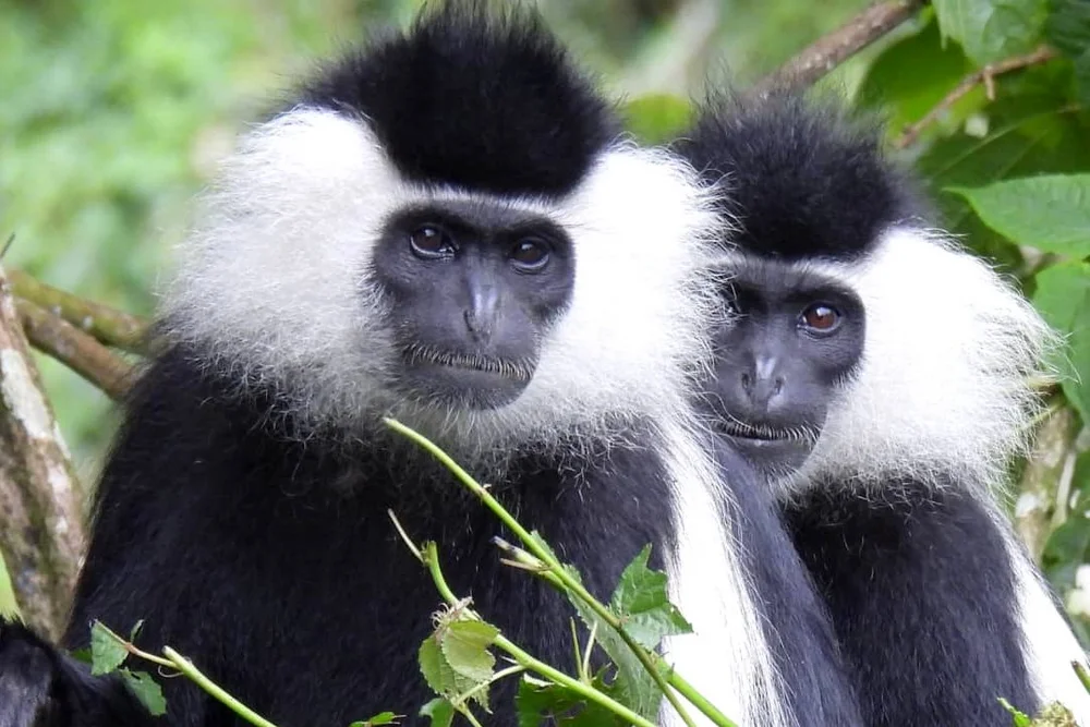 Angolan black and white colobus monkeys in Nyungwe National Park UNESCO world heritage site in Rwanda, Africa