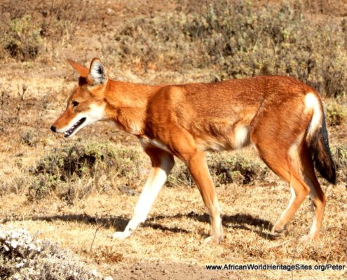 Simien fox (also known as Ethiopian wolf) in the Bale Mountains National Park UNESCO world heritage site in Ethiopia