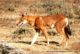 Simien fox (also known as Ethiopian wolf) in the Bale Mountains National Park UNESCO world heritage site in Ethiopia