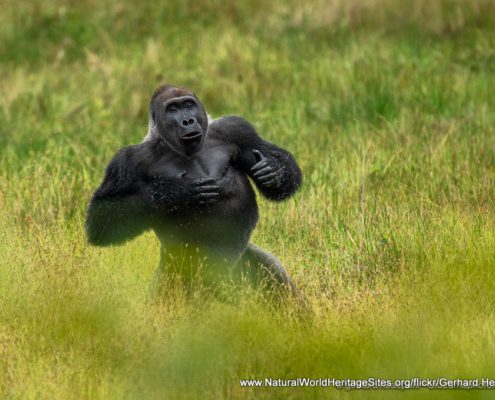 Western lowland gorilla in the Forest Massif of Odzala-Kokoua UNESCO world heritage site in Congo, Africa