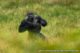 Western lowland gorilla in the Forest Massif of Odzala-Kokoua UNESCO world heritage site in Congo, Africa