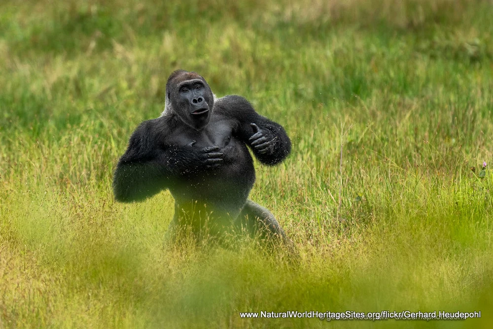 Western lowland gorilla in the Forest Massif of Odzala-Kokoua UNESCO world heritage site in Congo, Africa