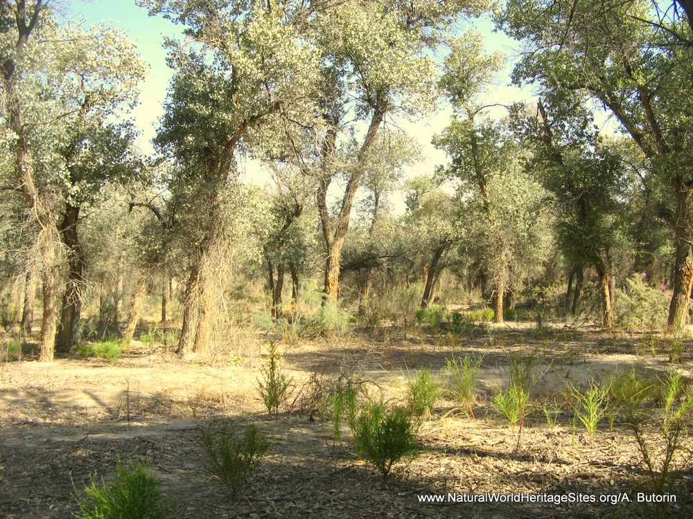 Tugay-Forests-of-the-Tigrovaya-Balka-Nature-Reserve (5) (Copy)