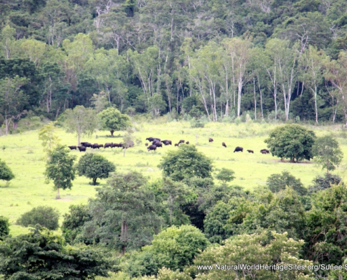 A forest clearing in the Kaeng Krachan Forest Complex UNESCO world heritage site in Thailand