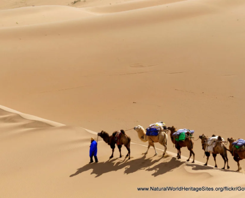Camels traversing the Badain Jaran Desert UNESCO world heritage site in China