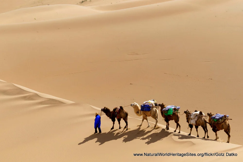 Camels traversing the Badain Jaran Desert UNESCO world heritage site in China Camels traversing the Badain Jaran Desert UNESCO world heritage site in China
