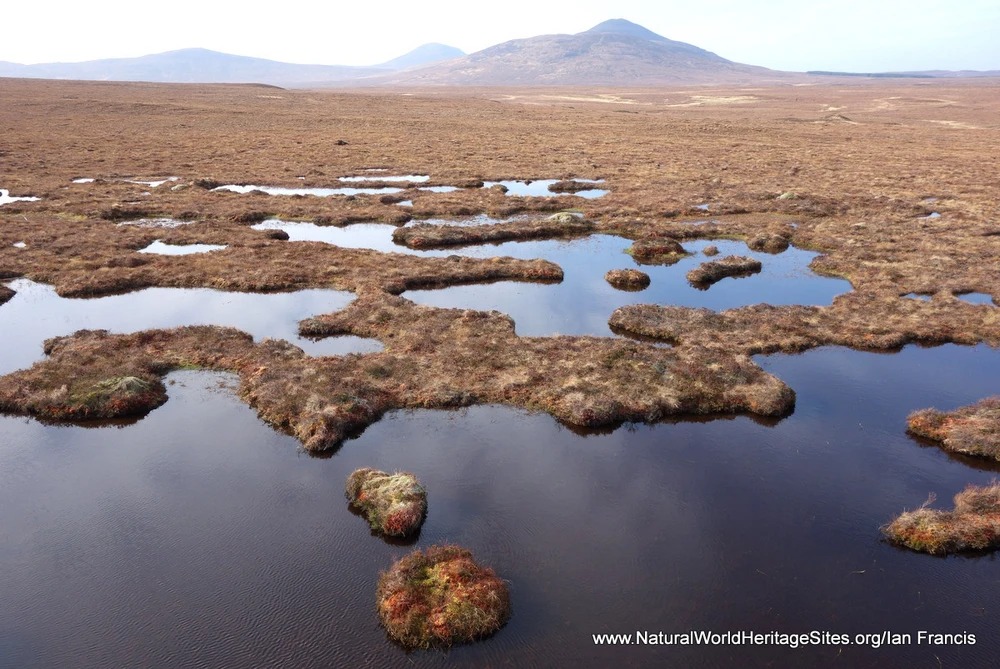 Typical blanket bog landscape in The Flow Country UNESCO world heritage site in Scotland, United Kingdom Typical blanket bog landscape in The Flow Country UNESCO world heritage site in Scotland, United Kingdom