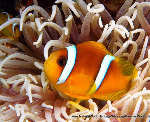Aqaba Marine Reserve UNESCO Natural World Heritage Site