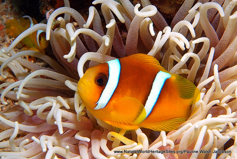 Aqaba-Marine-Reserve-UNESCO-Natural-World-Heritage-Site Aqaba Marine Reserve UNESCO Natural World Heritage Site