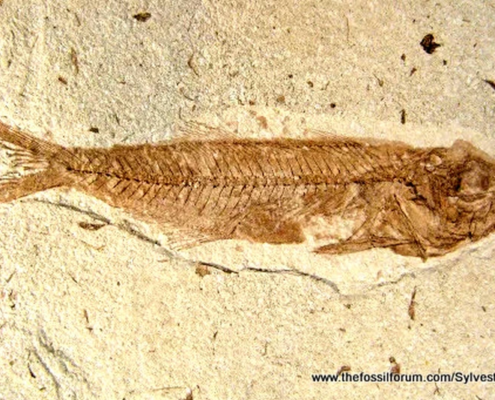 Westearn Limfjord Bony Fish Fossils UNESCO Natural World Heritage Site
