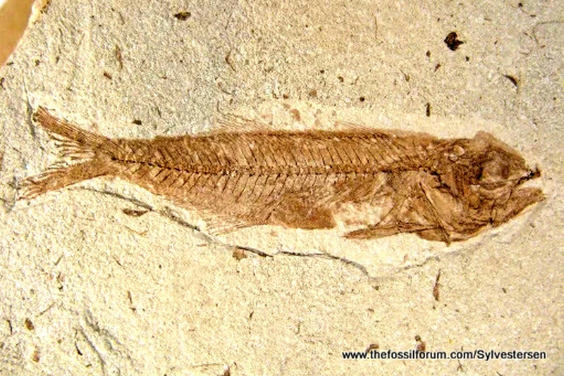 Westearn Limfjord Bony Fish Fossils UNESCO Natural World Heritage Site
